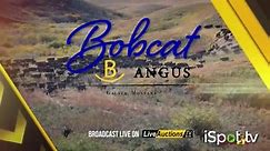 LiveAuctions TV TV Spot, 'Bobcat Angus'