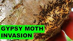How to get rid of gypsy moth caterpillars organically