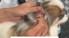 Learn how to clean your dog’s ears 🐾👂 Using a medicated ear cleaner helps dislodge debris and bacteria buildup, keeping your furry friend’s ears healthy and clean. You can buy your ear cleaner during your next visit to Le Pawtique. It is important to clean your dog’s ears at least once a month or more often if they’re active swimmers. If you notice any discolouration or odour, it’s time to visit the vet. #LePawtique #PetBoutique #DogEarCleaning #HealthyPets #PetCareTips #DogGrooming #PetLovers