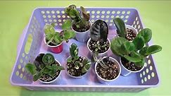 African Violets - LEAF PROPAGATION - When and How I Separate Babies from Mother Leaf