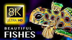MOST BEAUTIFUL FISHES IN THE WORLD 8K ULTRA HD