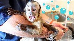 Baby Monkey Cry Baby Bath!