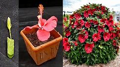 Propagate Hibiscus in Easy Way | How To Grow Hibiscus Flower Plant & More Flower from Cutting