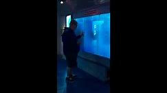WATCH: 'Shark' Charges Toward Man And Cracks Fake Aquarium Glass In Viral Video