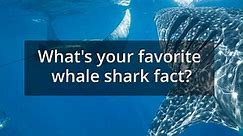 Whale shark facts