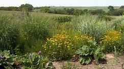 Backyard Farmer:Pollinator Landscape & Fall Garden