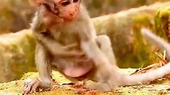 Poor baby monkey bitten by red ants is very itchy and painful, baby monkey cries and screams