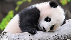 10 Cute Panda Facts That Will Warm Your Heart!