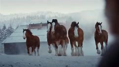 Exclusive 1st look at Budweiser Super Bowl 58 commercial with iconic Clydesdales
