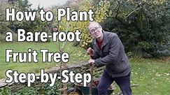How to Plant a Bare-root Fruit Tree Step by Step