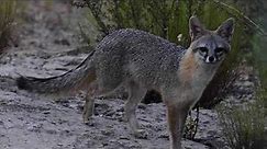 Gray fox and vocalizations