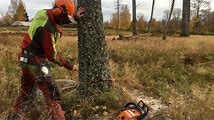 How to Cut Down a Tree with a Chainsaw: Tips and Techniques