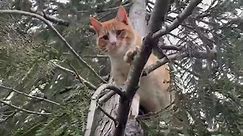 Alito was rescued a few days ago in... - Canopy Cat Rescue