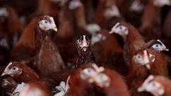 What Is Bird Flu And What Are The Risks? | UK News | Sky News