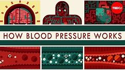 How blood pressure works - Wilfred Manzano
