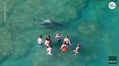 Hammerhead shark swims by Florida swimmers