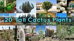 20 Tall Cactus Plants to Grow At Home