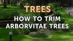 How to Trim Arborvitae Trees
