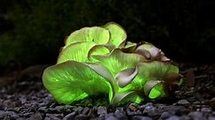 Firefly petunias? USDA gives approval for new plants that glow in the dark