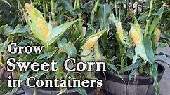 How to Grow Sweet Corn from Seed in Containers - Easy Planting Guide