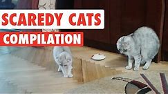 Scaredy Cats Video Compilation 2016