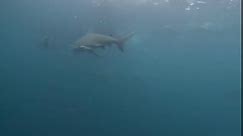 Almost can’t see the Great Hammerhead... - Emerald Charters