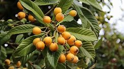 How To Grow And Care For Loquats - Bunnings New Zealand