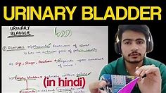 Urinary Bladder - 1 | Anatomy