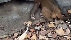 Baby monkey rescued by firefighters