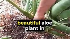 How to Grow Aloe Vera Plants | Beginner's Guide to Aloe Vera Care