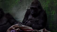London zoo welcomes newborn gorilla