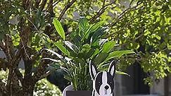 Fitcho Boston Terrier Gifts for Women, Boston Terrier Dog Planter Plant Pot, Cute Dog Flower Pot for Garden Decoration, Boston Terrier Shape Plant Container Holder for Outdoor Small Boston Terrier
