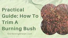 Practical Guide: How To Trim A Burning Bush