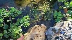 Dwarf hair grass in pond - Dustin's Fishtanks