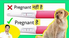 Detailed video : How to check if your dog is pregnant?