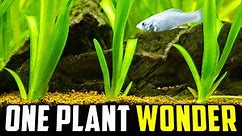 The Only Aquarium Plant You'll Ever Need (It'll Never Stop Growing!)