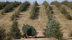 Ready to find the perfect tree? Here are 6 Christmas tree farms near Des Moines