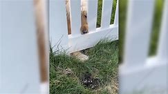 Why Neighbor's Golden Retriever Is Waiting at Woman's Fence Melts Hearts