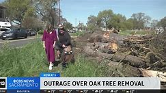 Freeport community outraged over removal of oak trees
