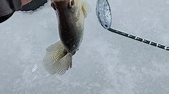 My last fish through the ice:/ #fishresearch #fishtagging #walleye #crappie #organic #fish #bluegill #fishing #bass #animals #live #giveaway #virals #catfish #inspire #weather #gooutside #food #followmeplease #takesomeoneoutdoors #master #persistence #cold #ice #subscribe #giveback #funny #icefishing #outdoor #angler | Reel Fresh Catch