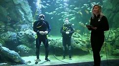 Virtual Diving 101 at the St. Louis Aquarium