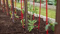 How to Care for Tomato Plants (Staking)