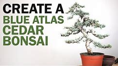 How to Make a Blue Atlas Cedar Bonsai Tree - Preparation and Styling