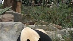 Exclusive: Watch a Real Panda's Unique Drinking Habits Revealed!