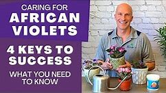Care Tips for African Violets - 4 Keys to Success (What You Need to Know About African Violet Care)