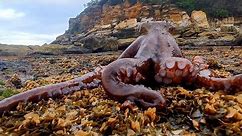 Octopus Walks Across Land