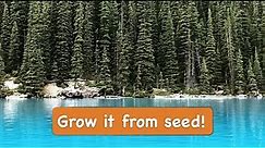 How to Grow a Colorado Blue Spruce tree from Seed