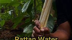 Get drinking water from the Rattan plant