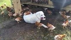 Denali getting his back... - The Fancy Chicken Farm