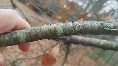 How to Identify Wild Cherry Trees in the Winter